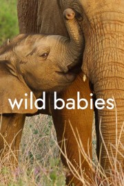 Watch Free Wild Babies Movies Full HD Soaper TV