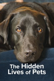 Watch Free The Hidden Lives of Pets Movies Full HD Soaper TV