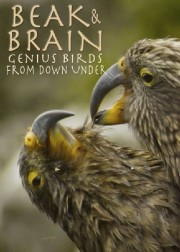 Watch Free Beak & Brain - Genius Birds from Down Under Movies Full HD Soaper TV