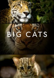 Watch Free Big Cats Movies Full HD Soaper TV