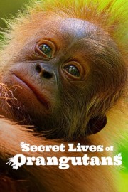 Watch Free Secret Lives of Orangutans Movies Full HD Soaper TV