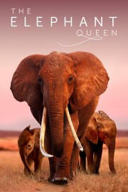 Watch Free The Elephant Queen Movies Full HD Soaper TV