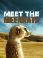 Watch Free Meet The Meerkats Movies Full HD Soaper TV